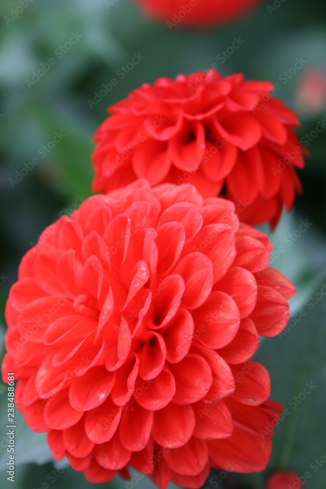 rote Dahlien rote Dahlien