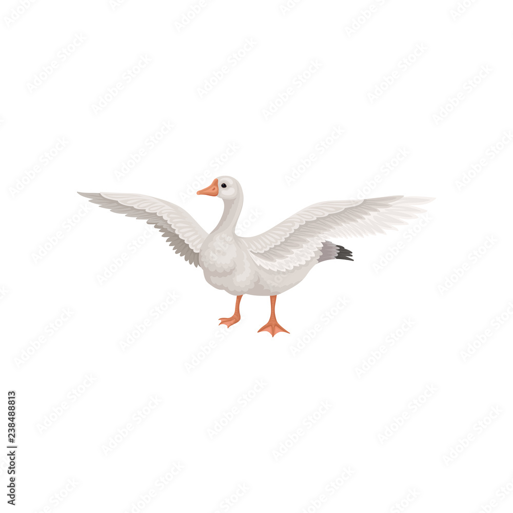 Obraz premium Farm goose standing with wide open wings. Bird with gray feathers, long neck, orange beak and legs. Flat vector icon
