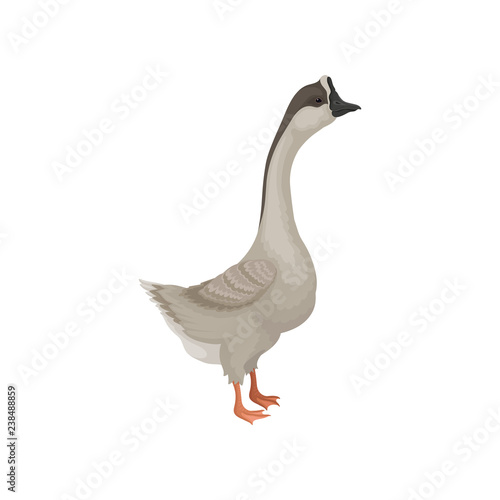 Flat vector icon of gray goose, side view. Wild bird with long neck, orange legs, black head and beak. Fauna theme