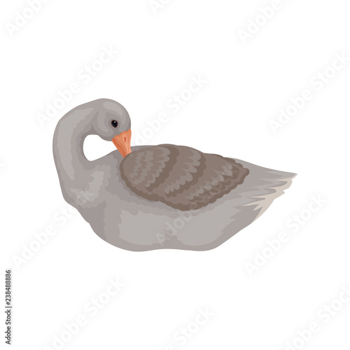 Gray goose cleaning his feathers, side view. Wild bird with long neck and orange beak. Flat vector design
