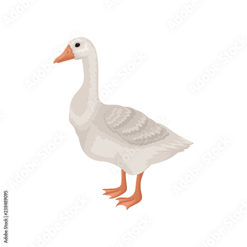 Flat vector icon of goose, side view. Large farm bird with long neck, orange beak and legs. Rural animal