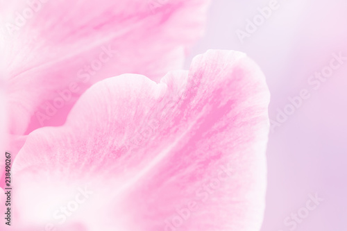 Beautiful lilly flowers made with color filters in soft color and blur style for background © jintana