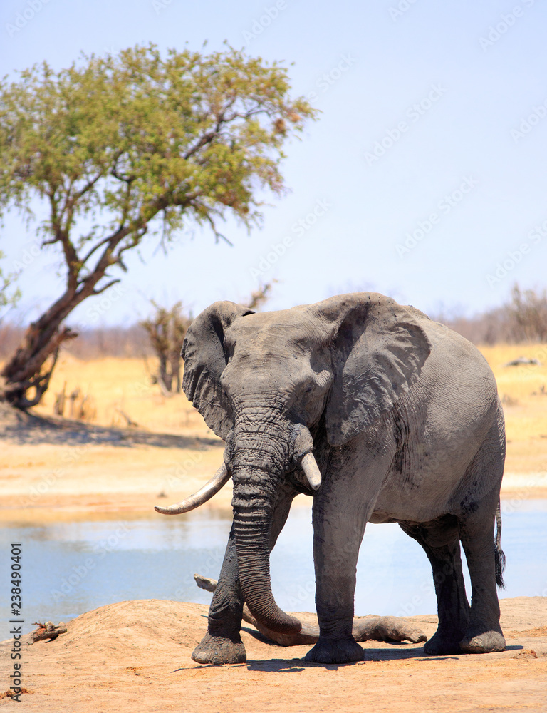 Obraz premium African Bull Elephant standing on the dry dusty savannah with a tree in the backgrund, Hwange National Park, Zimbabwe