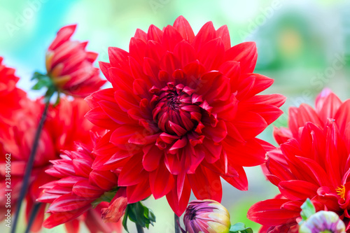 Fototapeta Naklejka Na Ścianę i Meble -  Red Dahlia flower in garden
