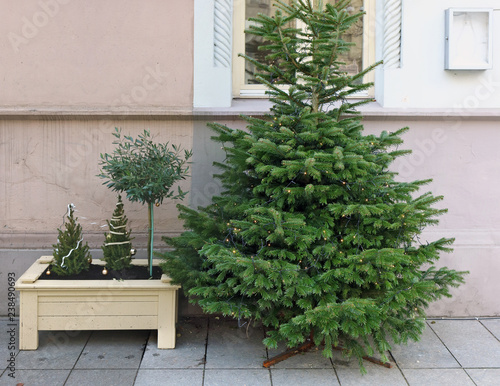 Small green Xmas fir trees decorated of old town street