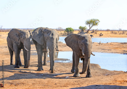 Close up of a small herd of elephants standing relaxed next to a small waterhole with buffalo in the distance. Nehimba, Hwange National Park, Zimbabwe