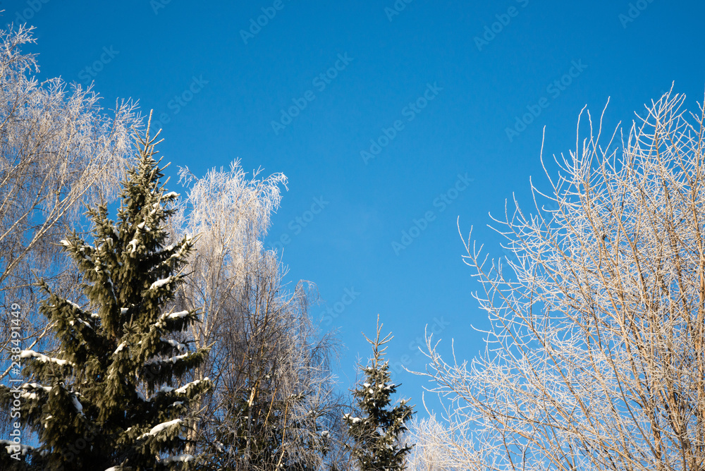 frozen birch and spruce against