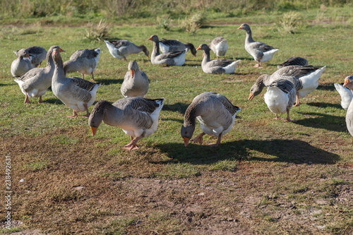 The variegated flock of domestic geese grazes on the autumn lawn on the side of the village.