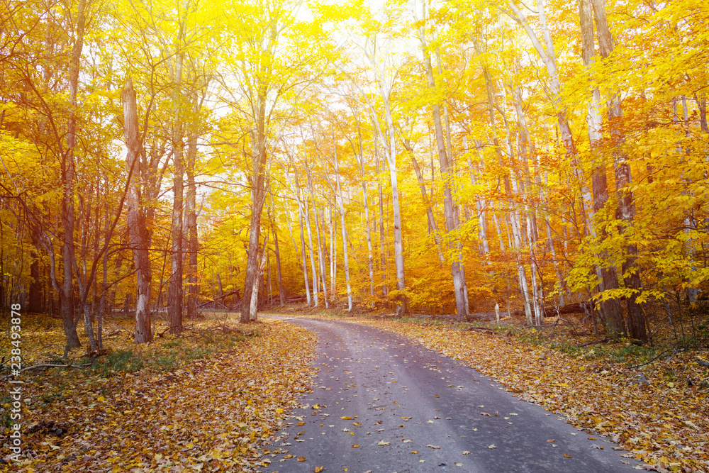 Fall background.  Autumn country road color tour.  Bright and cozy warm.  Wishfull happiness.