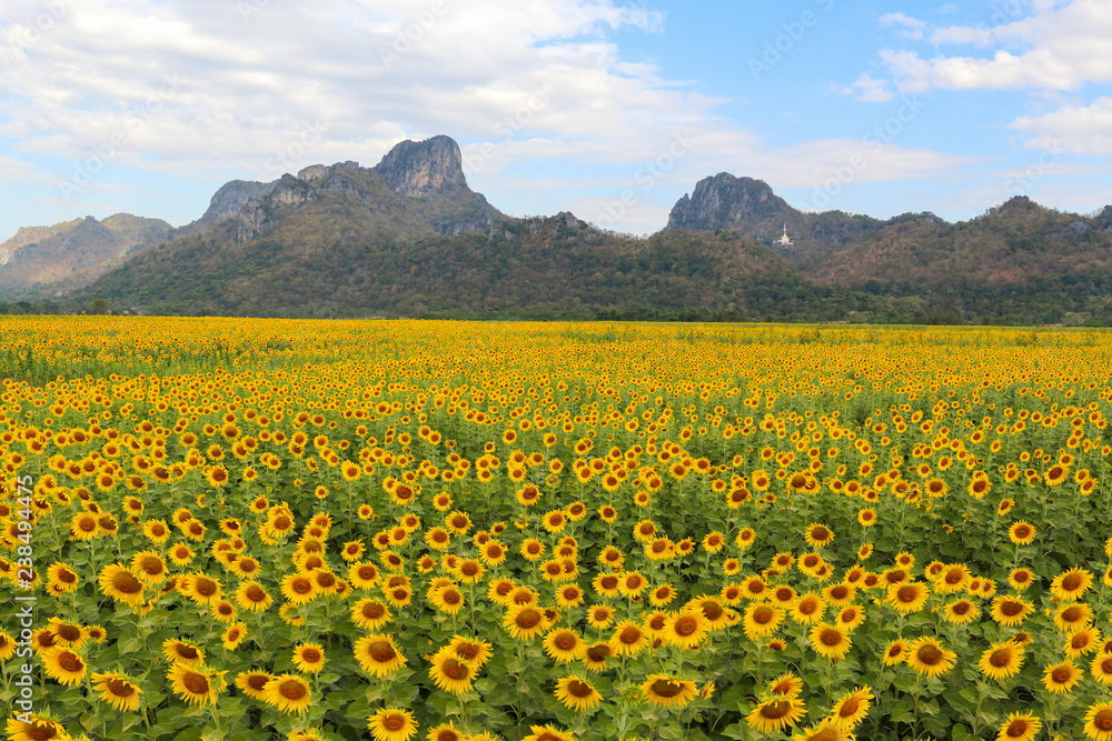 Sunflowers field and beautiful sky background. Sunflowers field and beautiful sky background.