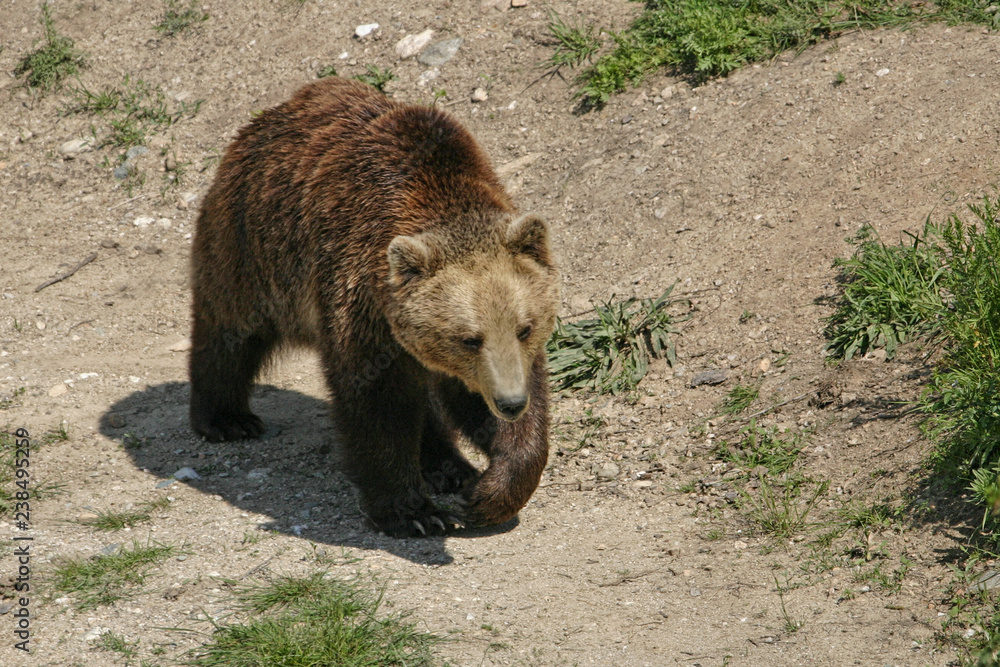 Brown bear (Ursus arctos arctos) Brown bear (Ursus arctos arctos)