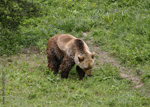 Brown bear (Ursus arctos arctos)