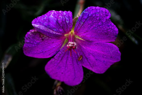 Wallpaper Mural Violetter Storchschnabel Torontodigital.ca