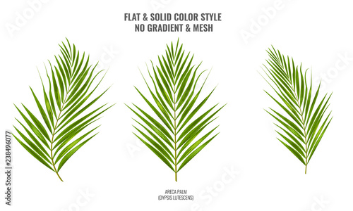Areca palm sketch or watercolor style by hand drawing. Palm leaf for your design. Vector Illustration.