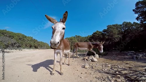 Funny wild donkey on the road on Karpas Peninsula, Northern Cyprus, laughs and shakes his ears. Wide angle, close up. photo