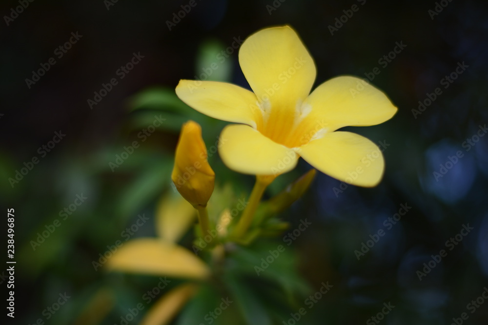 yellow flower in the garden yellow flower in the garden