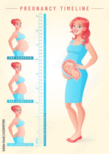 Pregnant woman with fetus. Pregnancy timeline vector illustration.