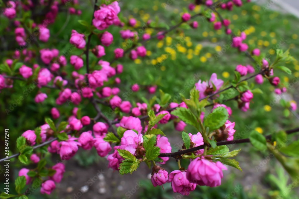 Sakura Flower or Cherry Blossom With Beautiful Nature Background Sakura Flower or Cherry Blossom With Beautiful Nature Background
