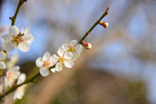 Beautiful white cherry blossom sakura
