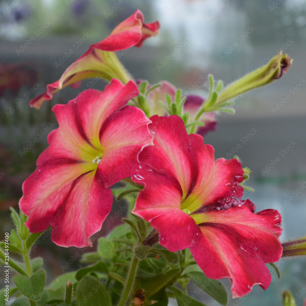 Petunia flowers with bright pink and red petals. Balcony gardening with blooming plants.