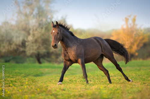 Horse run gallop in green meadow