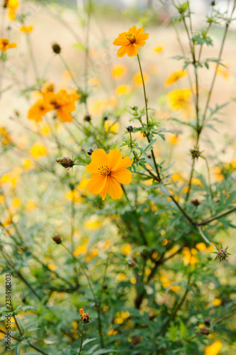 レンジ色の花　キバナコスモス © araho