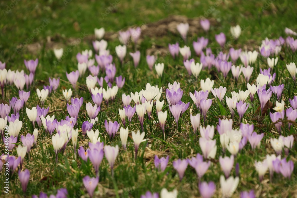 Naklejka premium Krokus