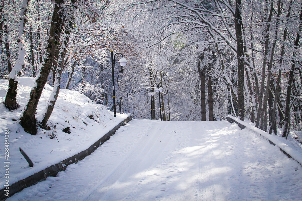 Fototapeta premium road in winter forest