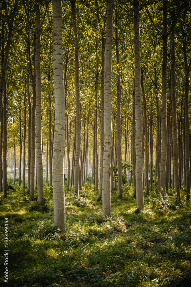 Trees and plants growing in forest StockFoto Adobe Stock