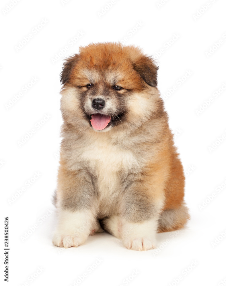 Akita Inu puppy dog on white background