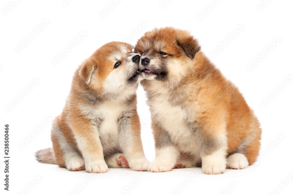 Obraz premium Akita Inu puppy dog on white background