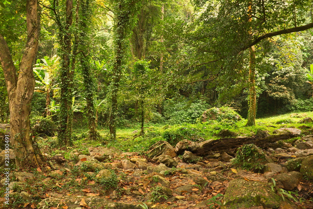 Thai forest Thai forest