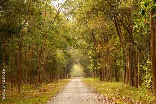 Trees and road