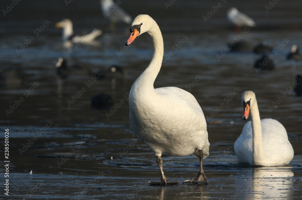 A Mute Swan (Cygnus olor) walking on a frozen lake. A Mute Swan (Cygnus olor) walking on a frozen lake.
