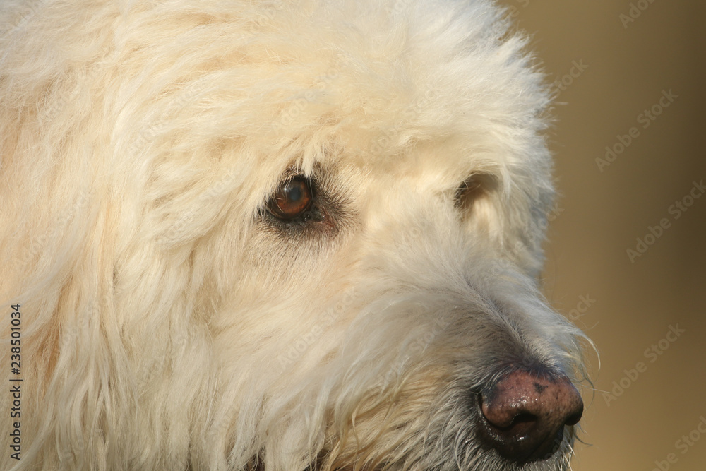 A headshot of a cute Labradoodle dog. A headshot of a cute Labradoodle dog.
