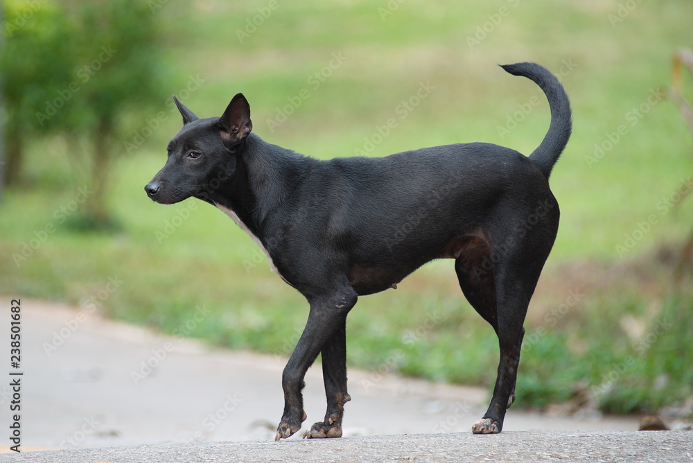 Black stray dog