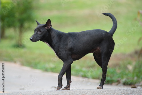 Black stray dog