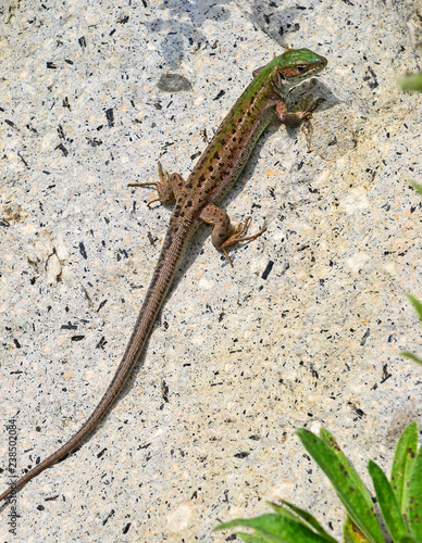 Lizard on the rocks in summer time