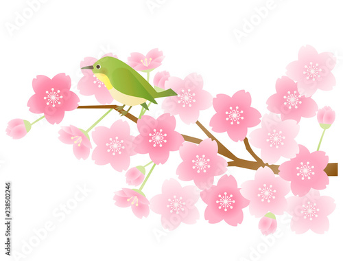 さくら17　桜と鳥