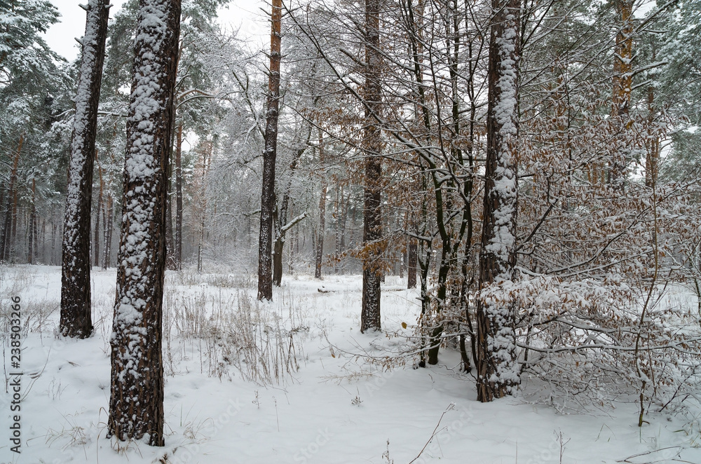 Fototapeta premium Winter snow forest. Snow lies on the branches of trees and bushes. Frosty snowy weather. Beautiful winter forest landscape.