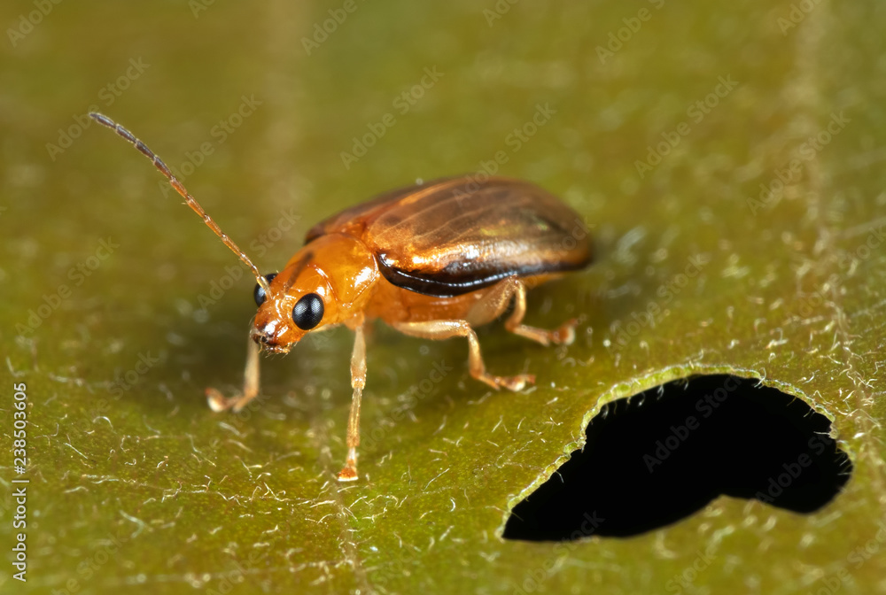 Macro Photo of Little Beetle On Leaf Macro Photo of Little Beetle On Leaf