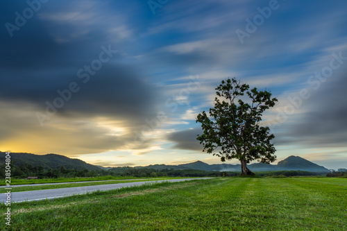 Sunset landscape view of a lonely tree in farm with storm cloud sky background.
