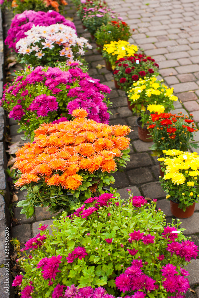Variety of chrysanthemums on the flower market outdoors