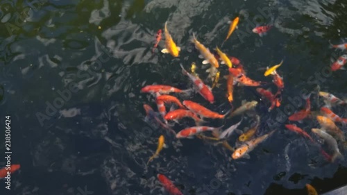 Beautiful koi fish in water photo