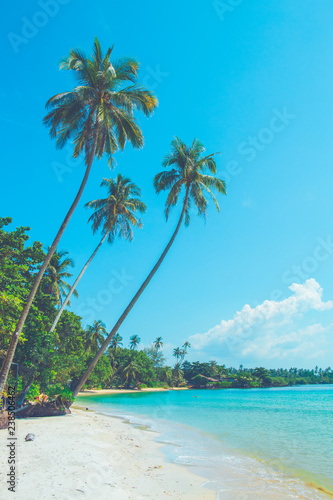 Coconut trees on a beautiful beach on a bright sky.