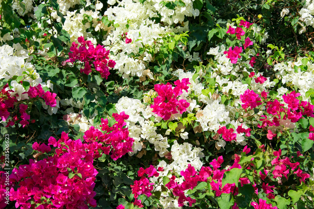 Bougainvillaea blooming bush with white and pink flowers, summer