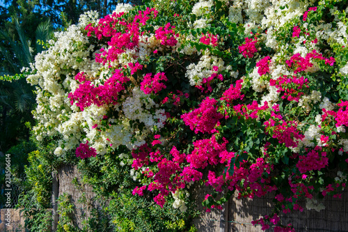 Fotomurale Bougainvillaea blooming bush with white and pink flowers, summer