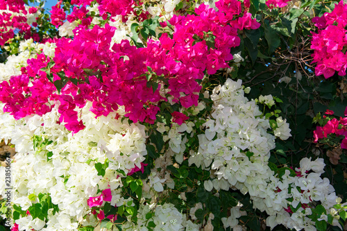 Bougainvillaea blooming bush with white and pink flowers, summer