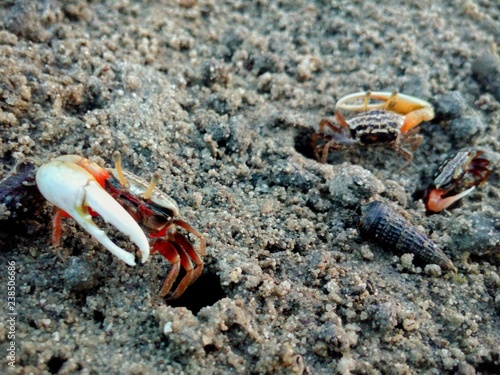 Fiddler crab walking in the mangrove forest at Koh Yao , Thailand , Asia