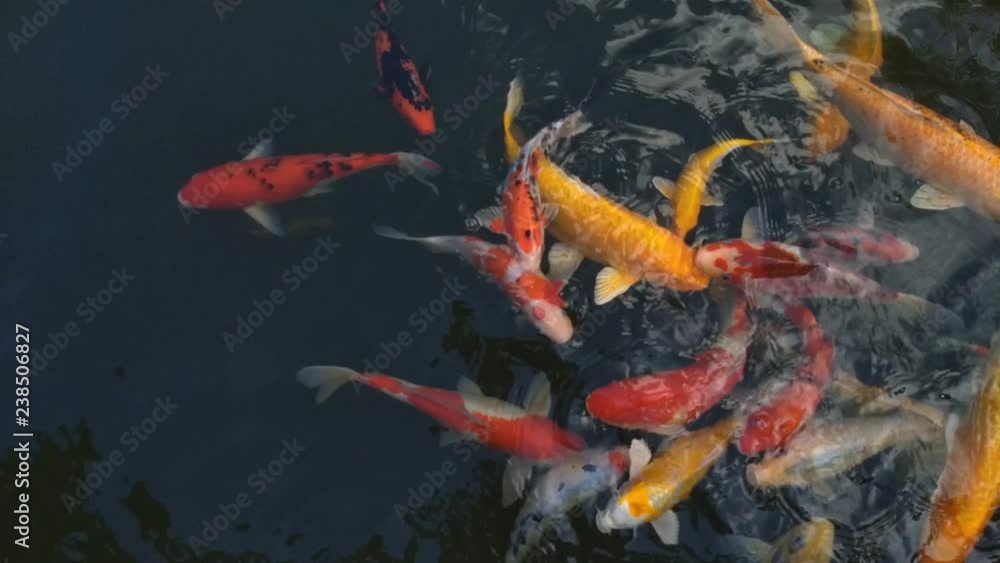 Beautiful koi fish in water Beautiful koi fish in water